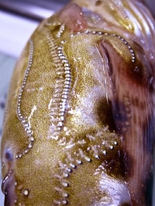 2048px-Porichthys_plectrodon_photophores