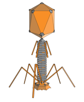 512px-PhageExterior.svg