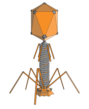 drawn model of a bacteriophage