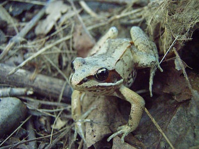 960px-Wood_frog