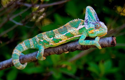 Animal Fasters-Chameleon