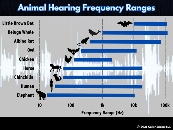 Animal talk hearing Color