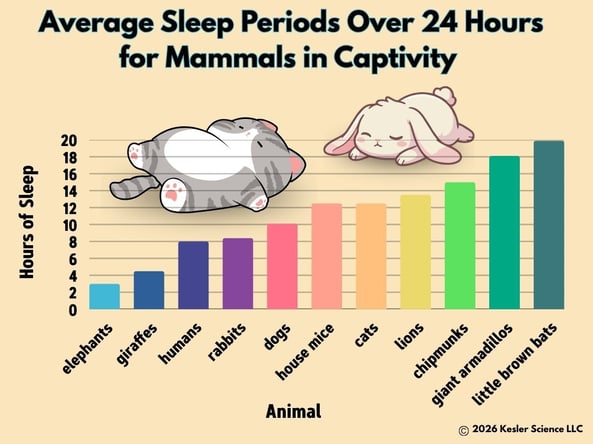 AnimalSleeper - Color