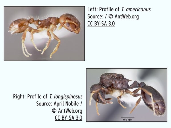 Top: Profile of T. americanus; © AntWeb.org. Bottom: Profile of T. longispinosus; April Nobile, © AntWeb.org.
