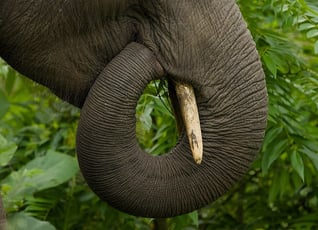 Asiatic-Elephant_trunk