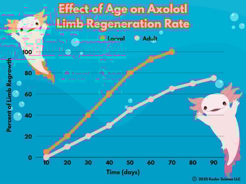 AxolotlAgeRegen 10-16-25 color-2
