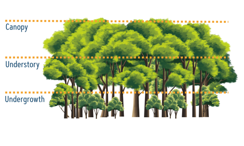 Canopy of forest diagram
