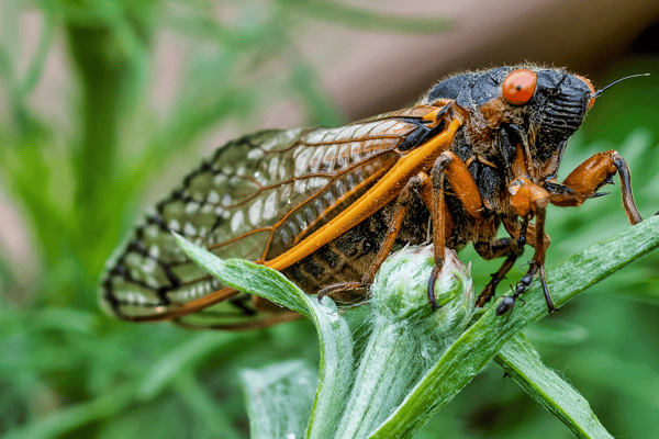 Cicada graphs