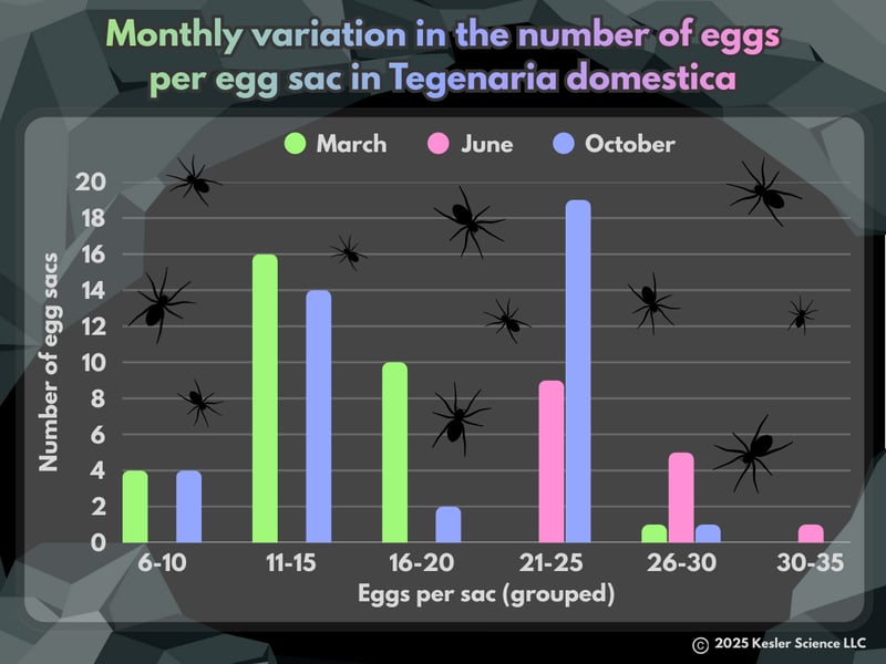CuriousCaveSpider color-1