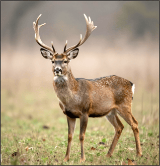 Deer