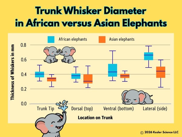 Elephant Whisker Length - color