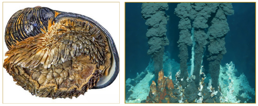 Left - image of scaly footed gastropod; Right - image of deep-sea vent (aka "black smoker")