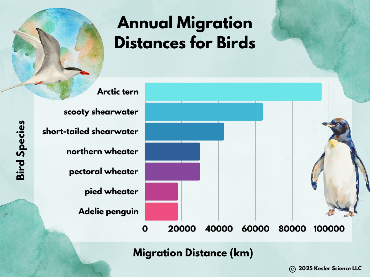 Migration Distance Most incredible migrators - Kesler Science Weekly Phenomenon