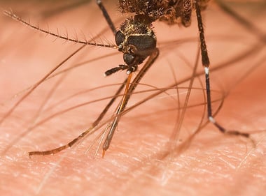 Mosquito_mouthparts_while_feeding