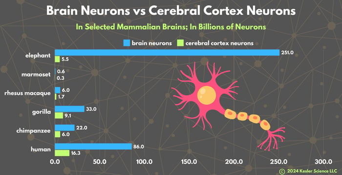 Neurons graph