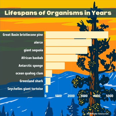 Oldest Creatures graph Age of Trees