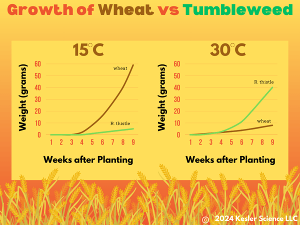 Russian thistle vs wheat(3)