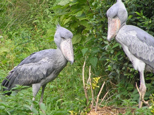 Shoebill_couple2