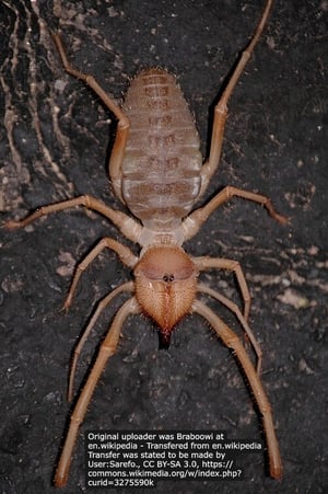 SolifugeSunspiderwithAttribution