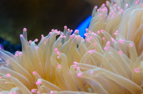 close-up-white-anemones-with-pink-tip-organism-sea