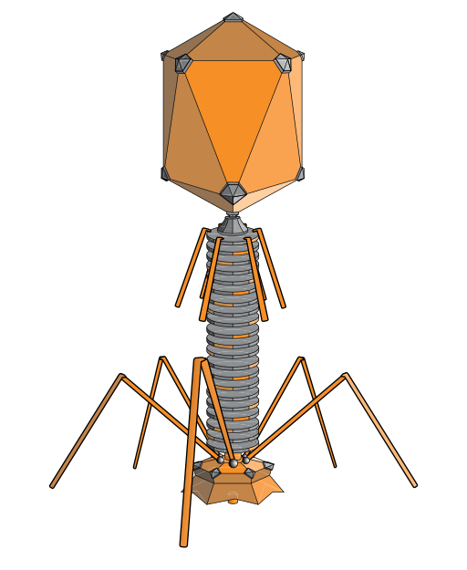 drawn model of a bacteriophage